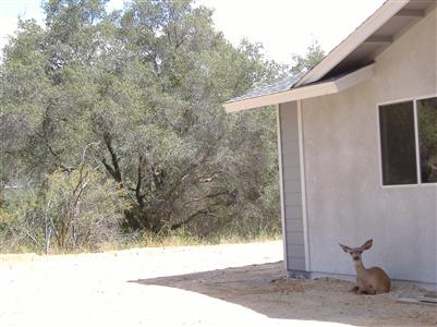 30960 Revis Road Coarsegold, CA 93614 - Photo 3 of 7 Gallery Image 3