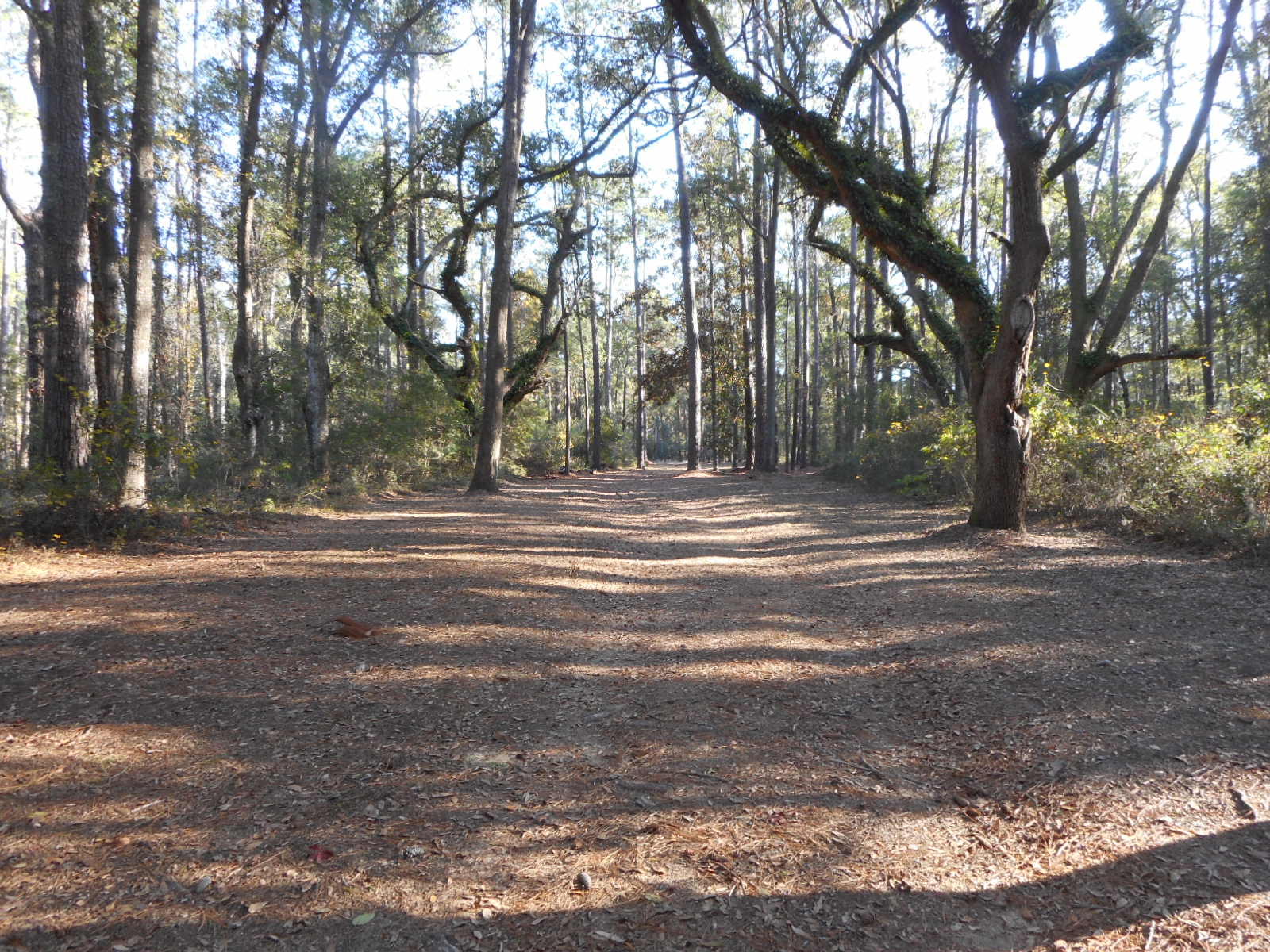 8538 Peters Point Road Edisto Island, SC 29438 - Photo 12 of 43 8538 Peters Pt. (41)