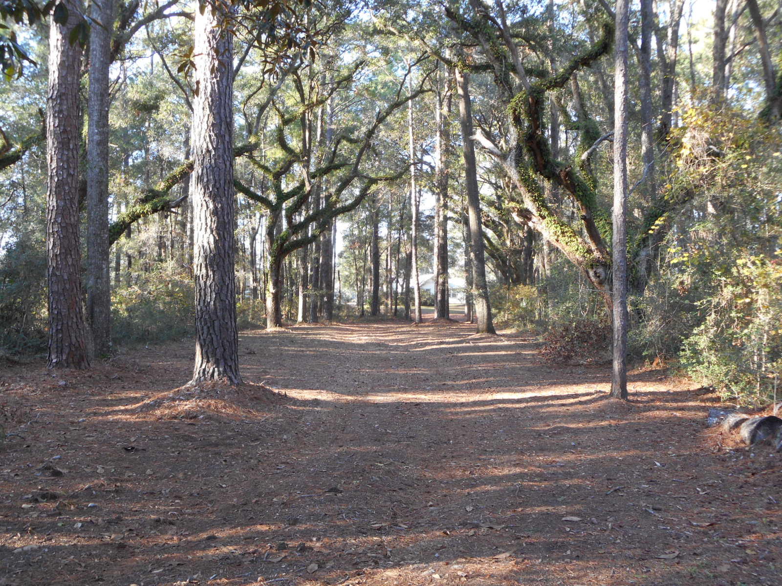 8538 Peters Point Road Edisto Island, SC 29438 - Photo 24 of 43 8538 Peters Pt. (42)
