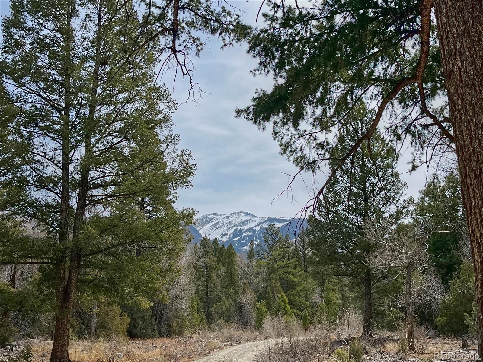 54-56 Big Bear Road Mosca, CO 81146 - Photo 4 of 16 a view of a forest with a tree