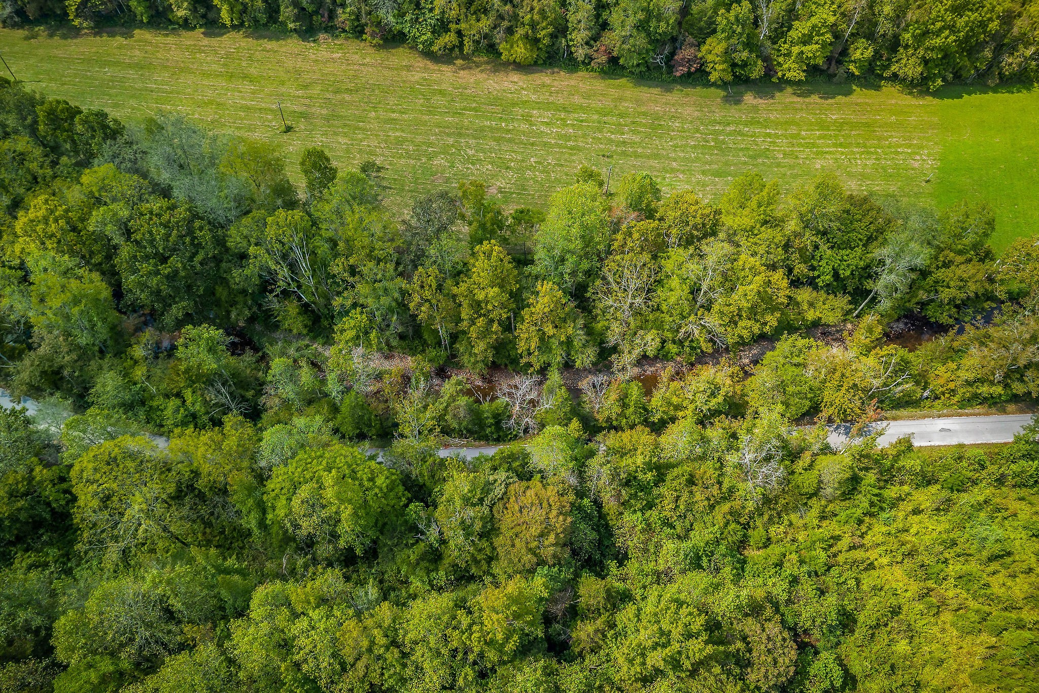 461 Shiloh Road Crawford, TN 38554 - Photo 8 of 15 a view of a big yard with plants and large trees