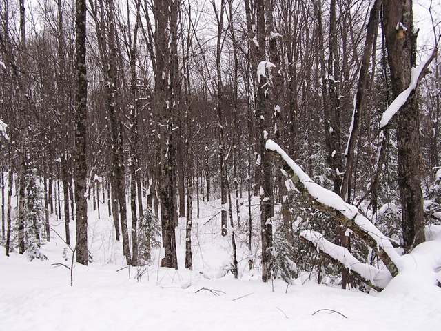 On Fishel Road Long Lake, WI 54542 - Photo 11 of 11 Gallery Image 11