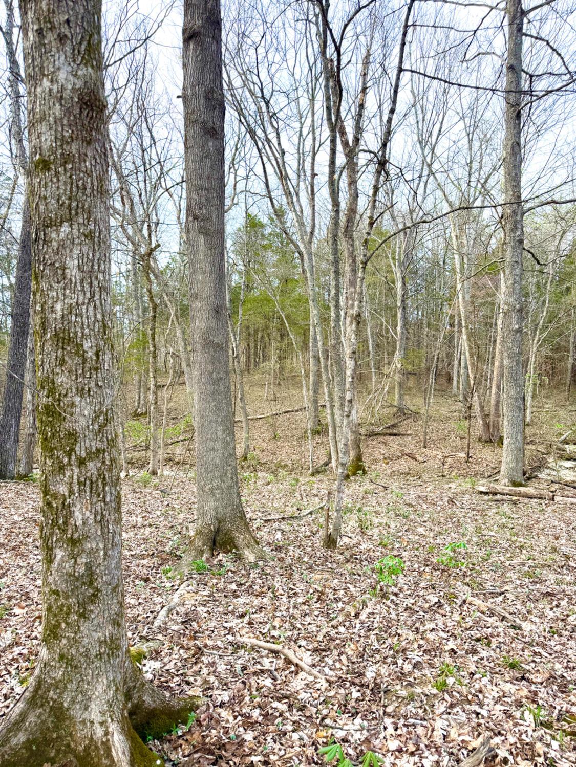 1600 Magee Jones Road Peebles, OH 45660 - Photo 50 of 91