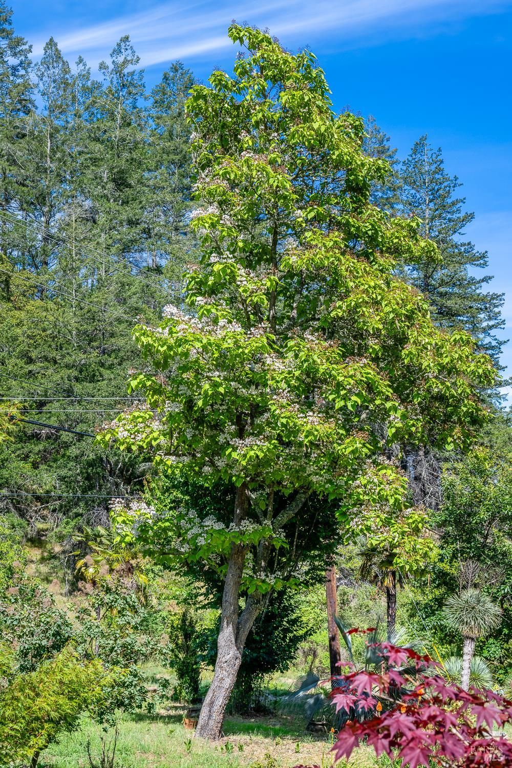 6662 St Helena Road Santa Rosa, CA 95404 - Photo 42 of 51