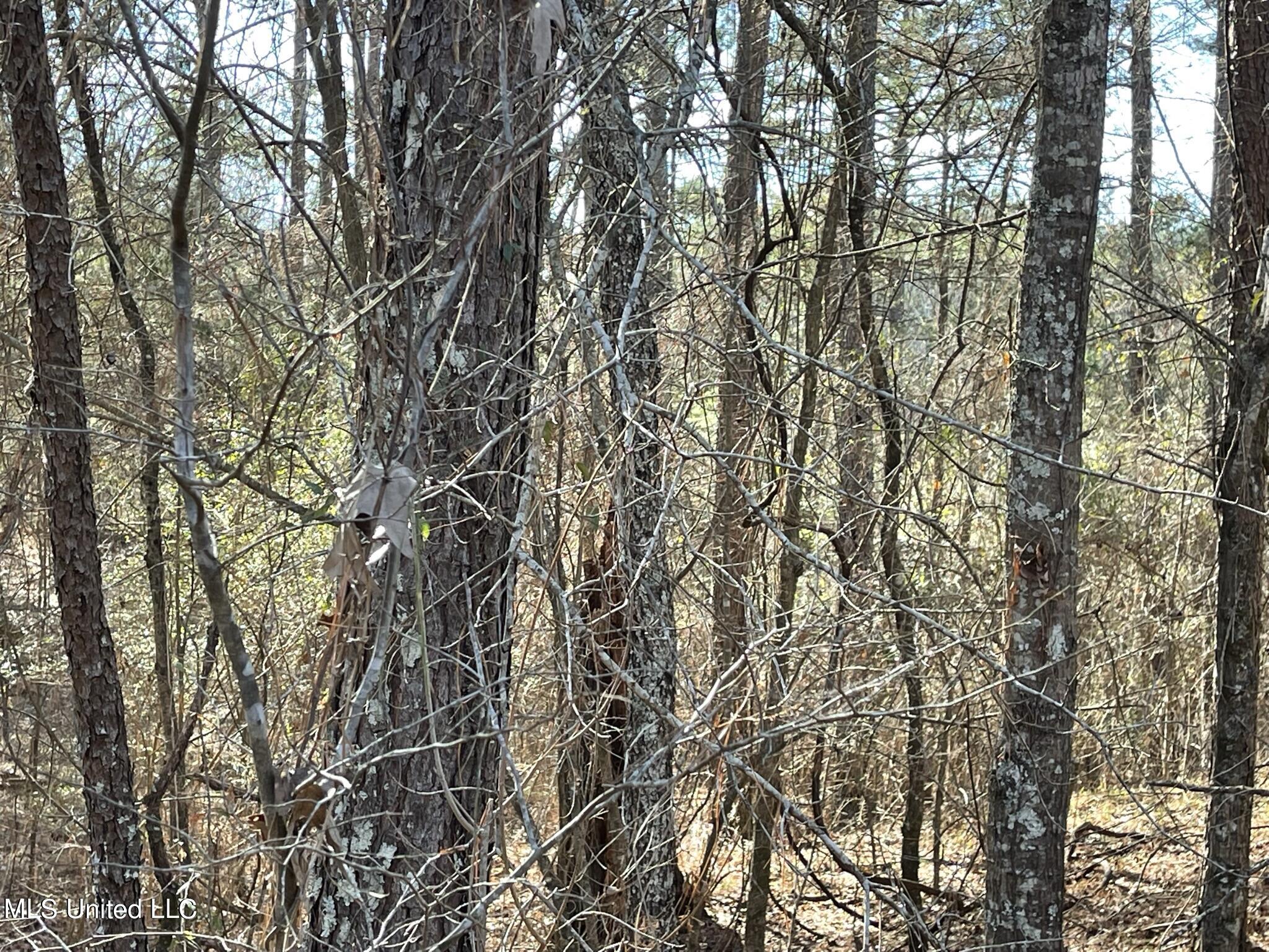 Ms-18 Raymond, MS 39154 - Photo 14 of 17 IMG_3728