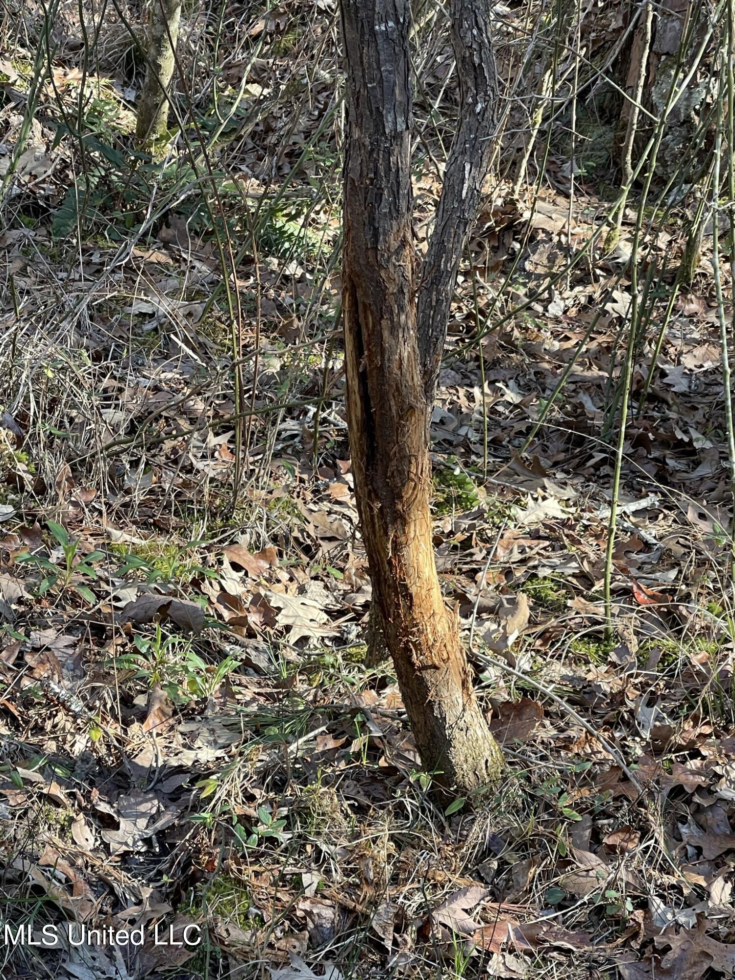 Ms-18 Raymond, MS 39154 - Photo 5 of 17 IMG_3711