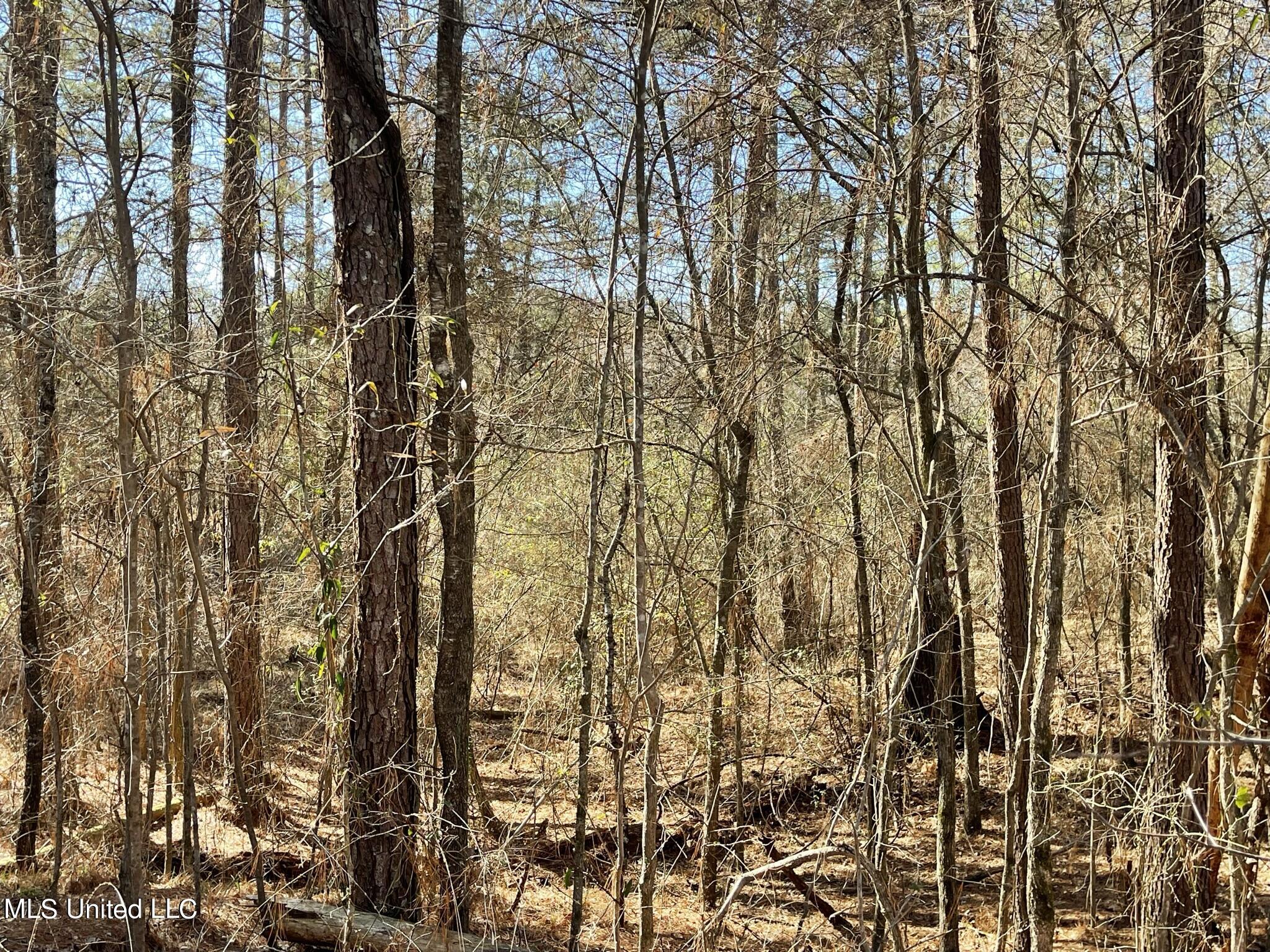Ms-18 Raymond, MS 39154 - Photo 6 of 17 IMG_3712