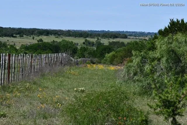 a view of a large trees with lots of bushes