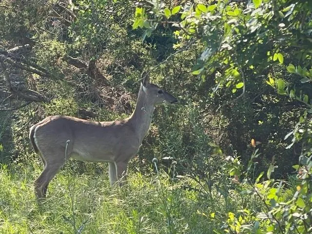 a wooden bench in a forest