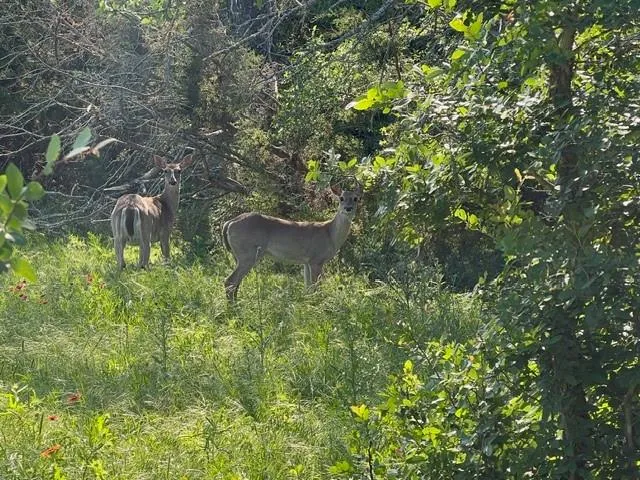 a aerial view of a house with a yard and large tree
