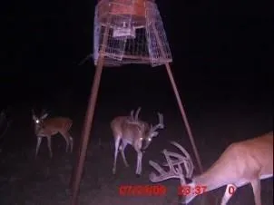 a view of a garden with plants and large trees