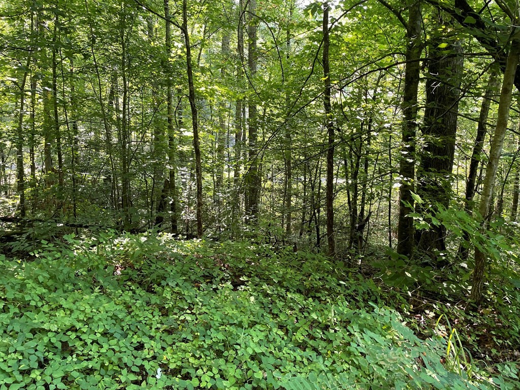 14 Alpine Drive Sevierville, TN 37876 - Photo 11 of 12
