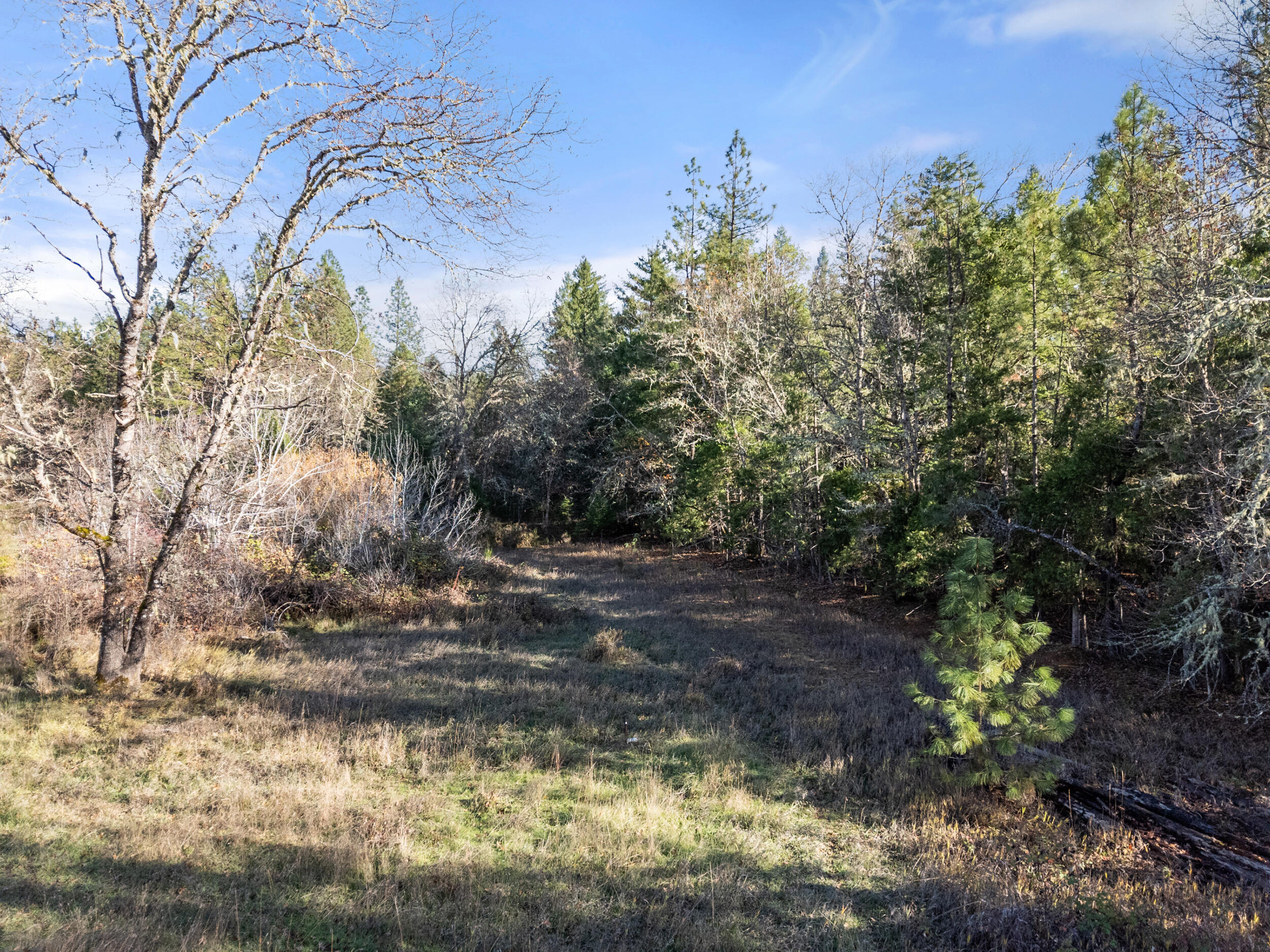 681 Daisy Hill Road Cave Junction, OR 97523 - Photo 18 of 26 a view of a yard with a tree
