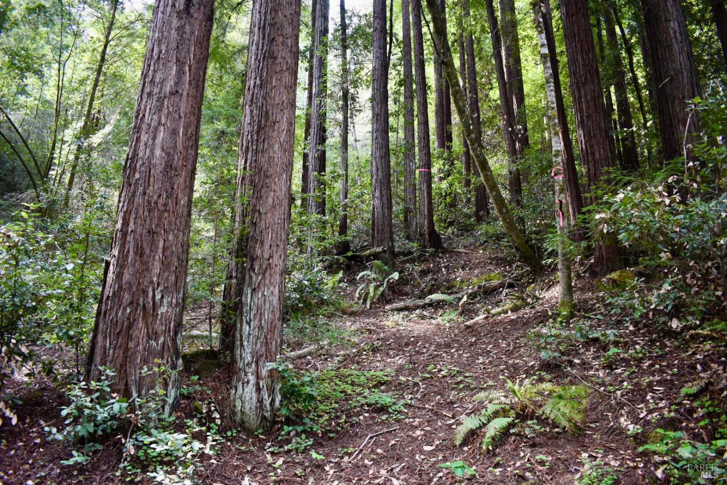 18572 Old Monte Rio Road Guerneville, CA 95446 - Photo 12 of 30