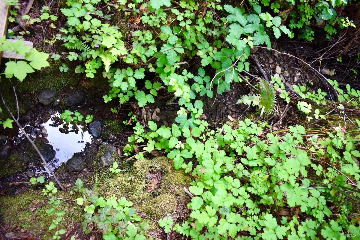 18572 Old Monte Rio Road Guerneville, CA 95446 - Photo 16 of 30