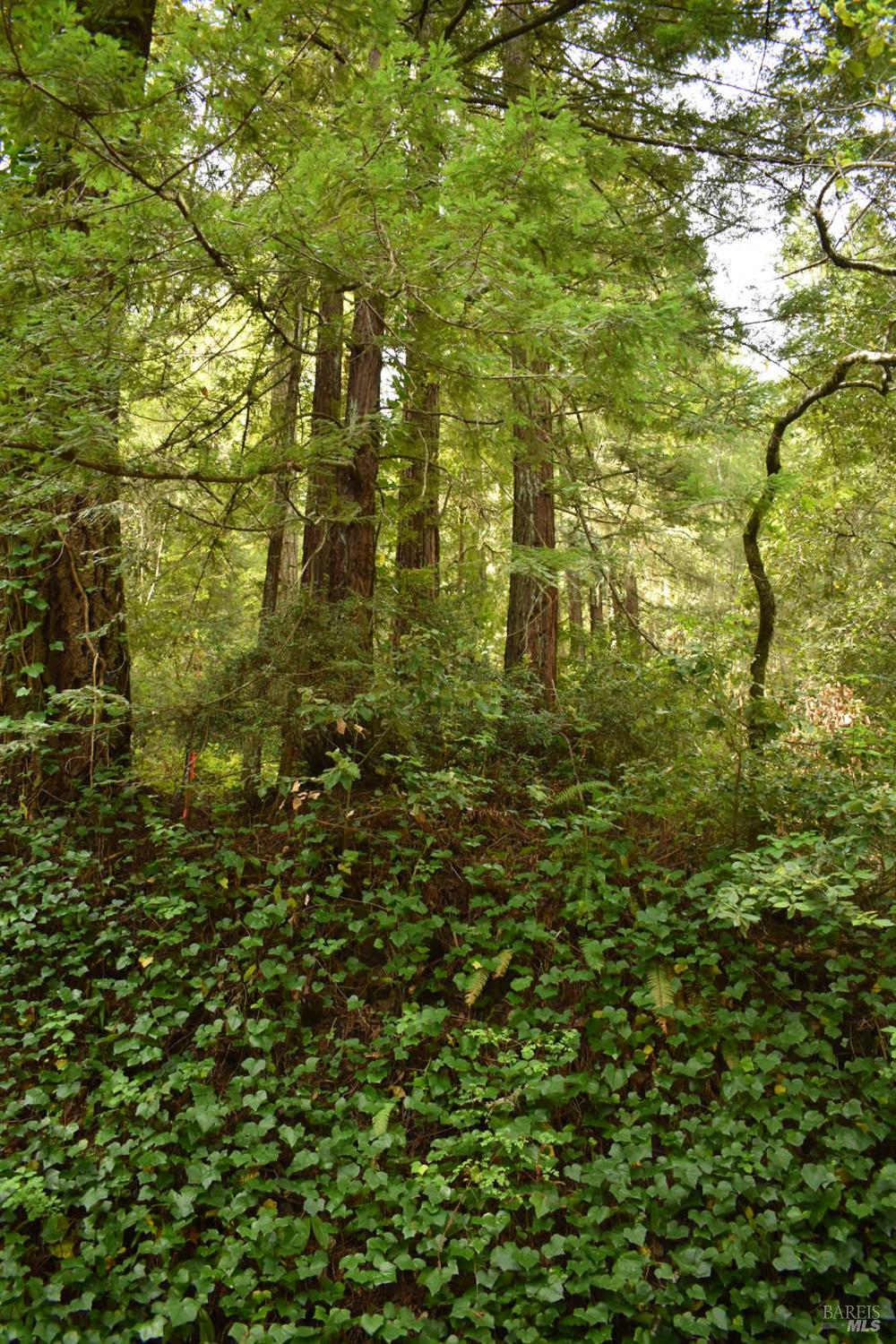 18572 Old Monte Rio Road Guerneville, CA 95446 - Photo 2 of 30