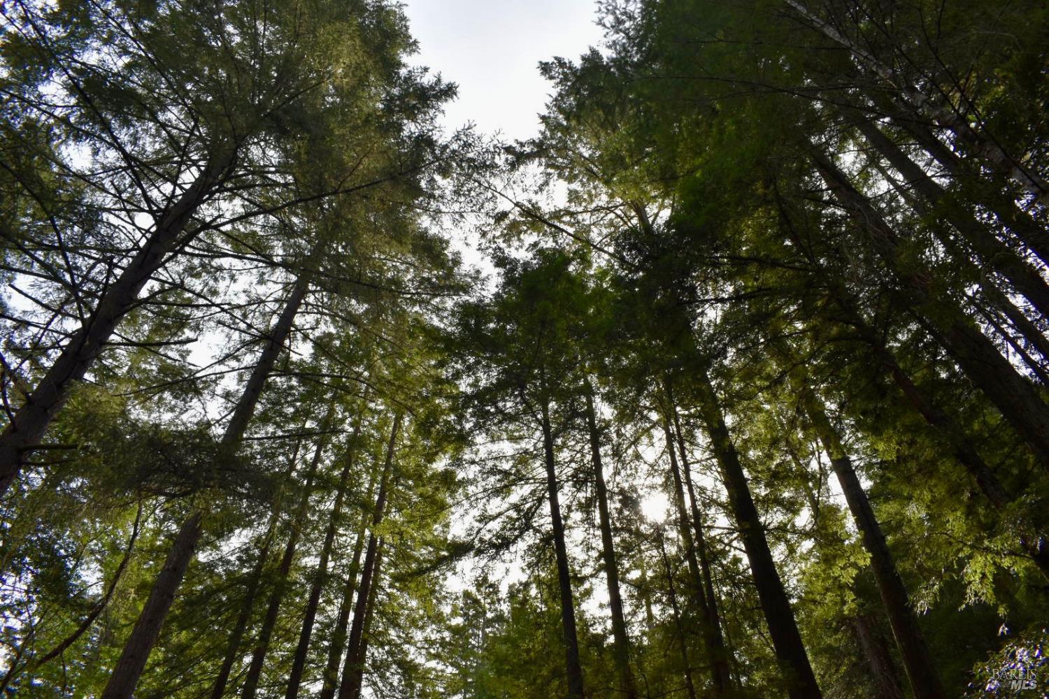 18572 Old Monte Rio Road Guerneville, CA 95446 - Photo 23 of 30