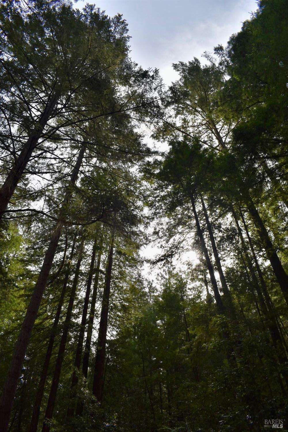 18572 Old Monte Rio Road Guerneville, CA 95446 - Photo 25 of 30