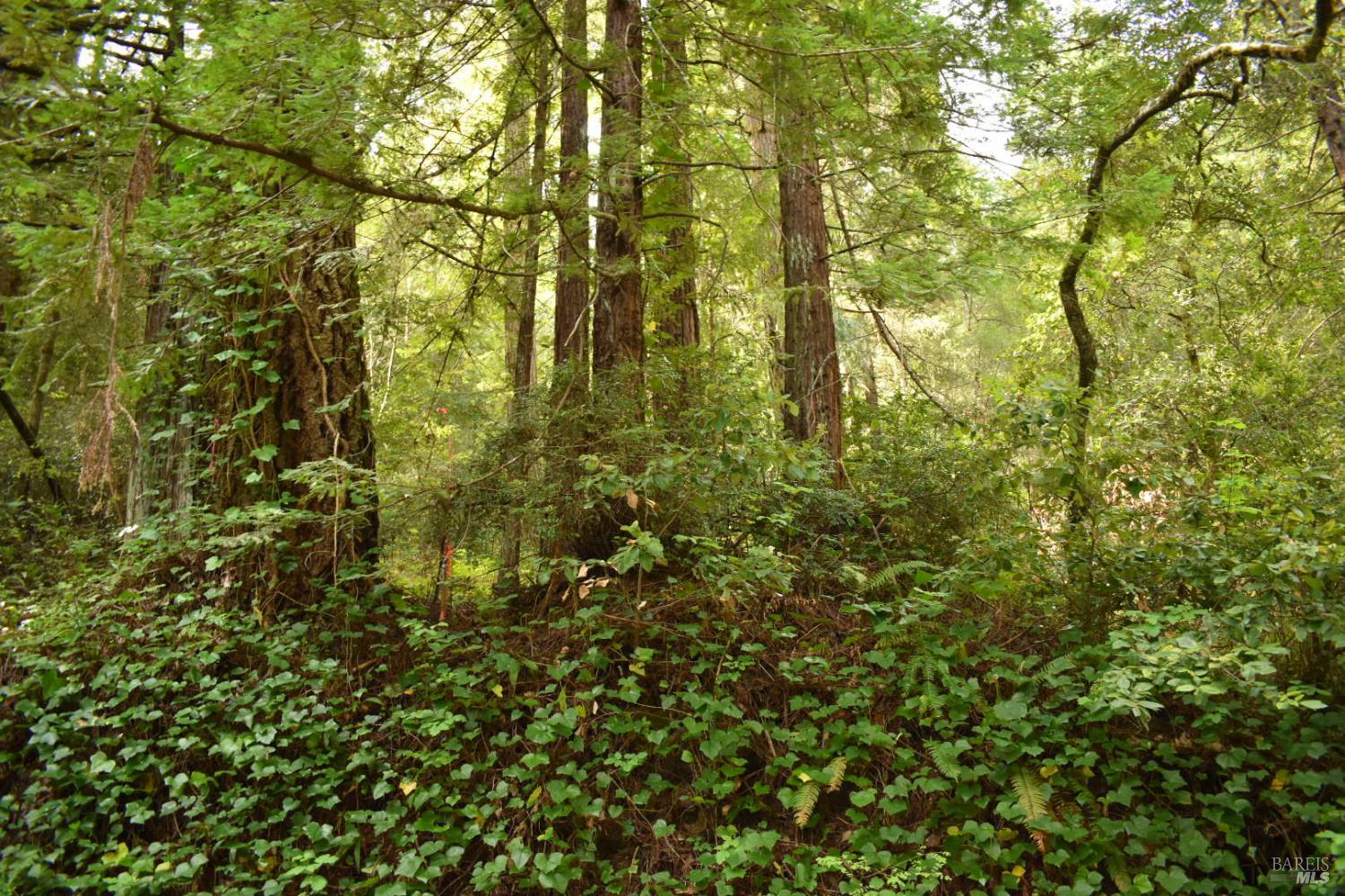 18572 Old Monte Rio Road Guerneville, CA 95446 - Photo 3 of 30