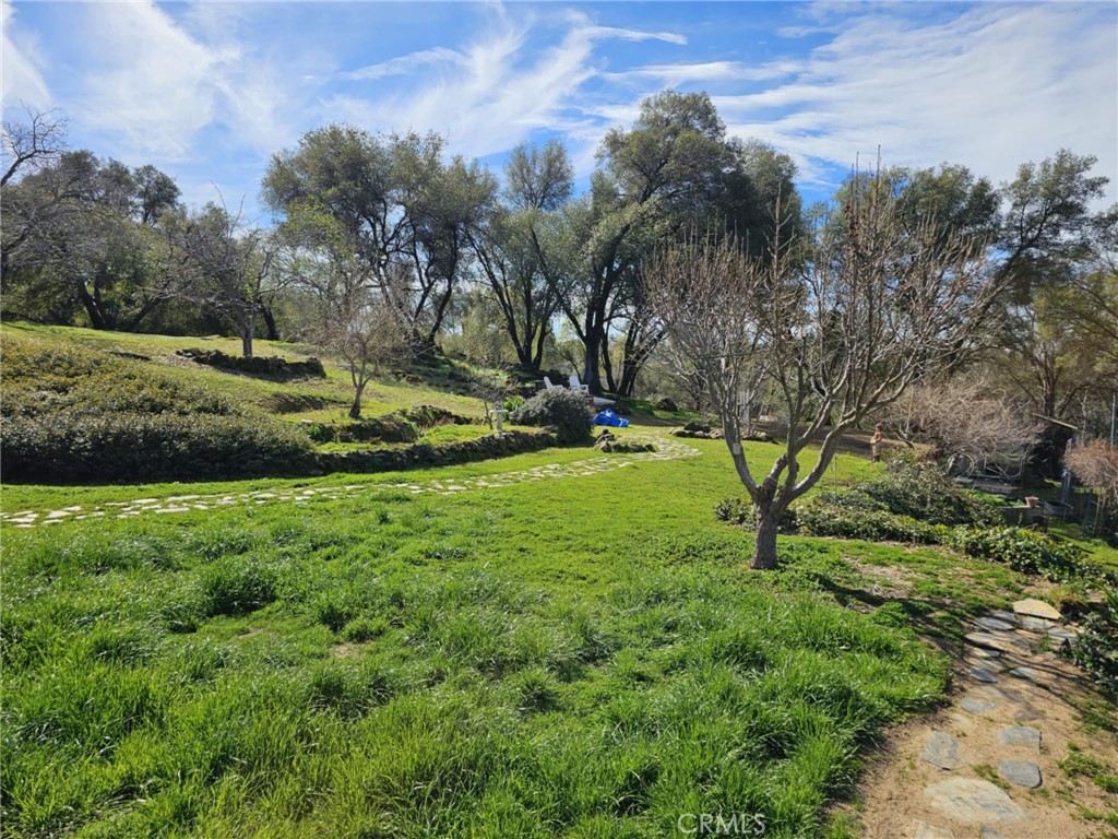 a view of a garden with a tree
