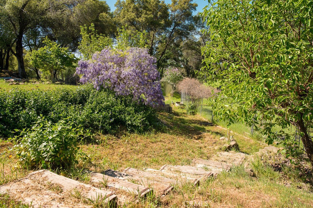5085 Boyer Road Mariposa, CA 95338 - Photo 68 of 75 a view of a yard with plants and large trees