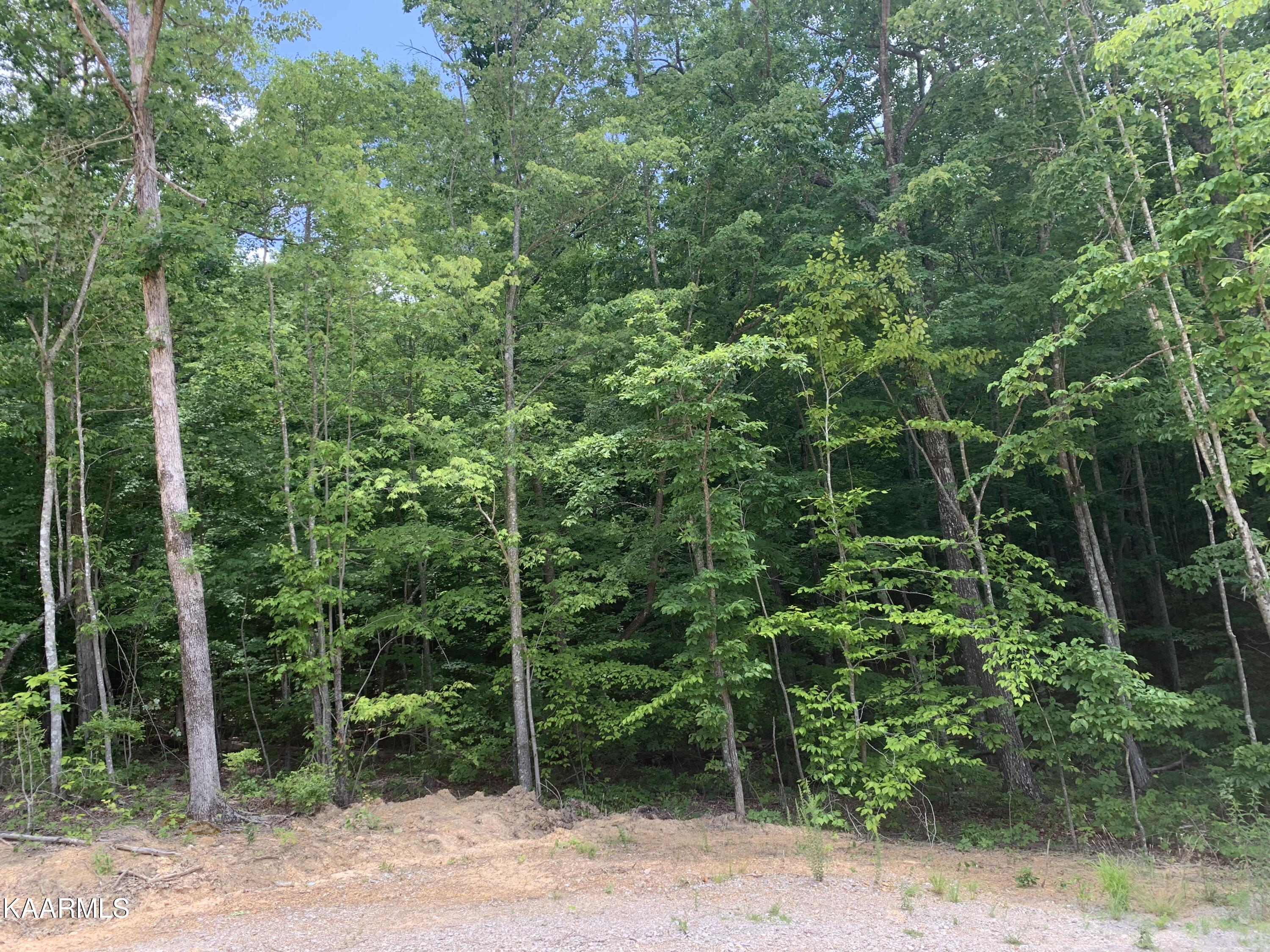 0 Evelyn Road Huntsville, TN 37756 - Photo 4 of 16 16DB6D28-A64A-42FB-8563-DF384F5A4346