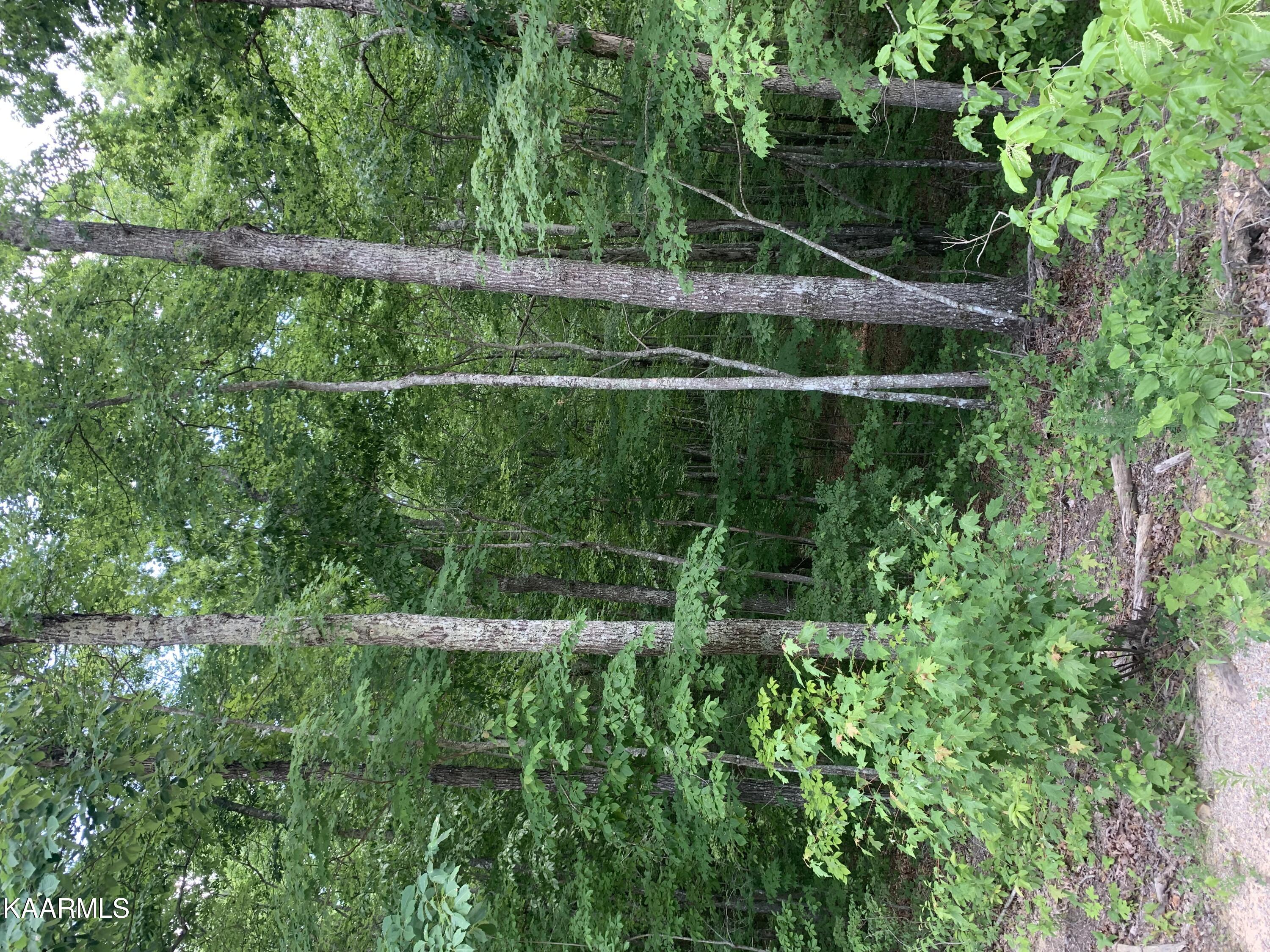 0 Evelyn Road Huntsville, TN 37756 - Photo 10 of 16 3EEFD41B-8D4F-4F56-A6DF-1D25A2E7C437