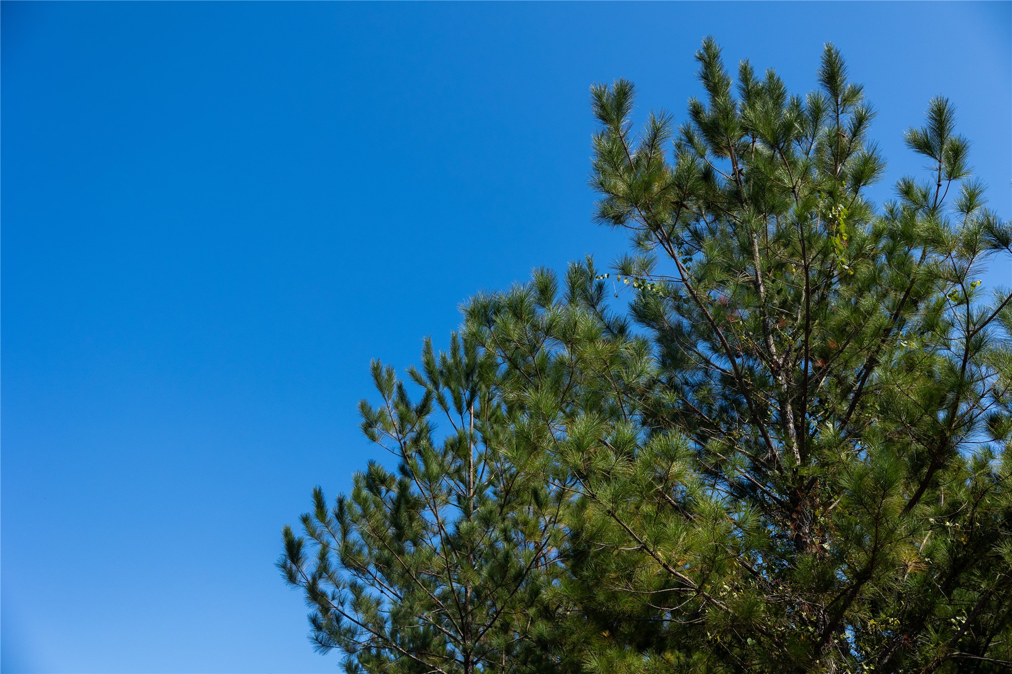 0 Highway 301 Callahan, FL 32011 - Photo 3 of 7