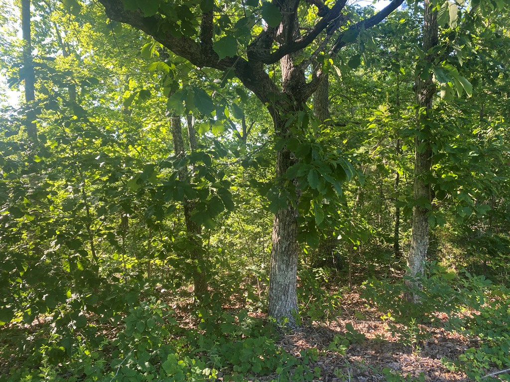 Lot 9 Hines Gap Road Hamilton, GA 31811 - Photo 5 of 7 Gallery Image 5