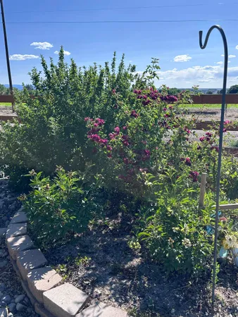 a view of a patio with a table chairs and a backyard