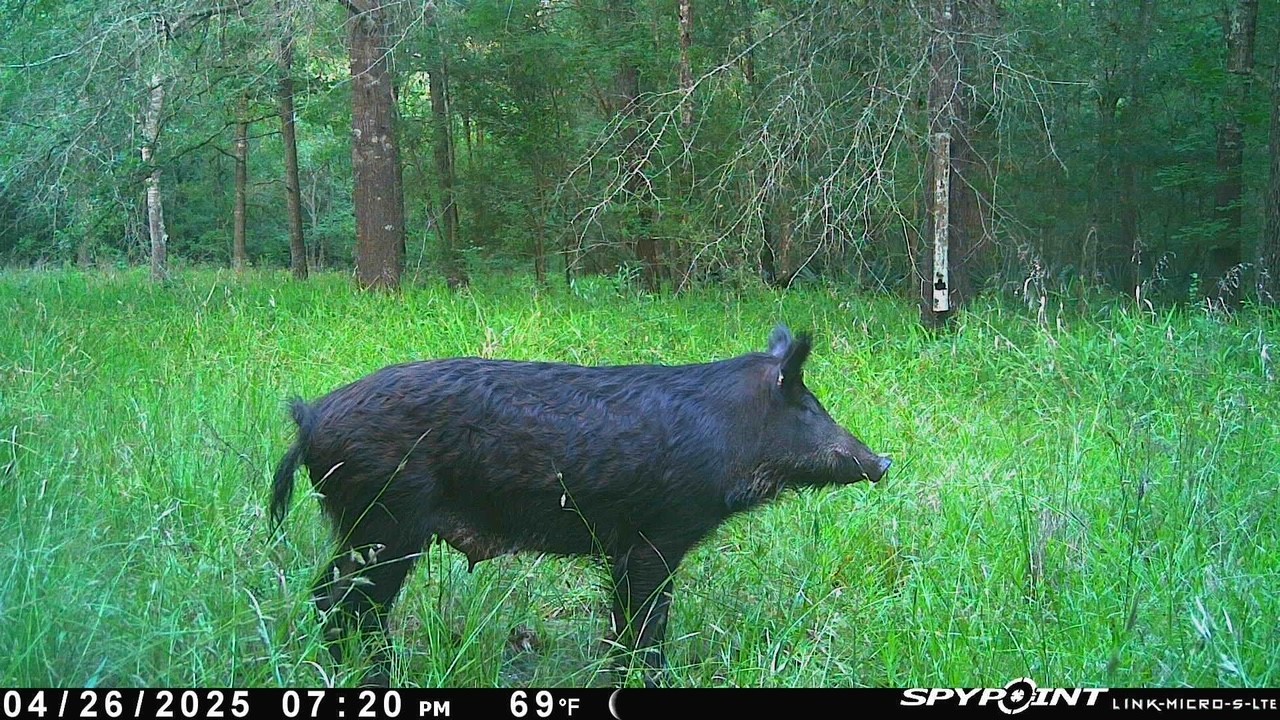 Lot 25 Frank Lane Magnolia, TX 77354 - Photo 2 of 8