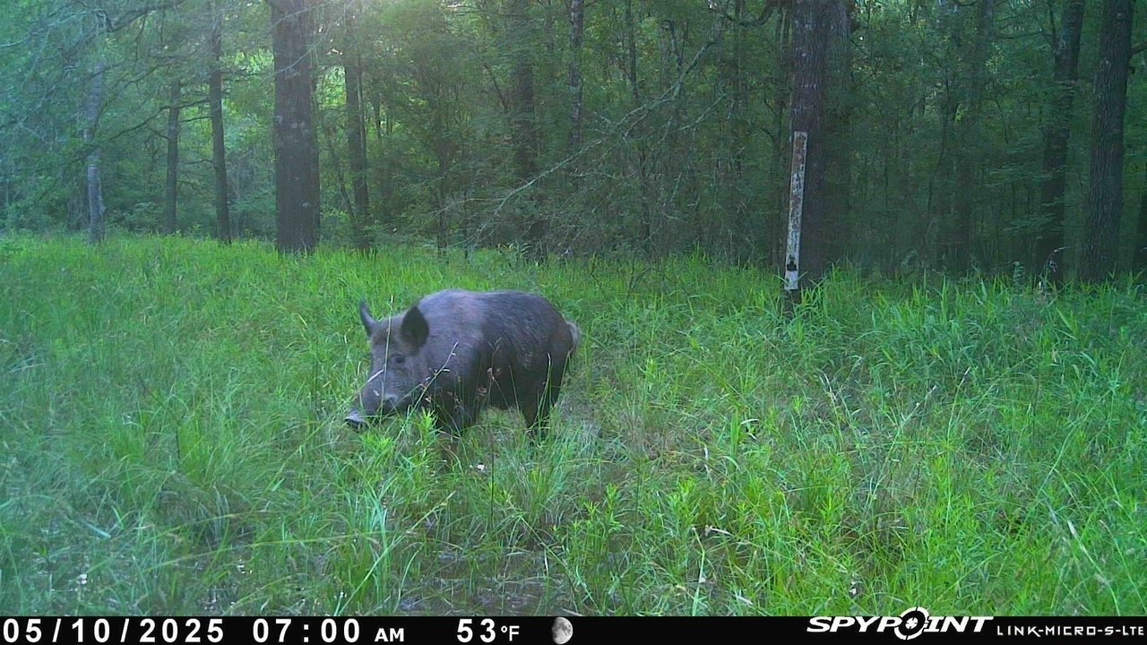 Lot 25 Frank Lane Magnolia, TX 77354 - Photo 3 of 8