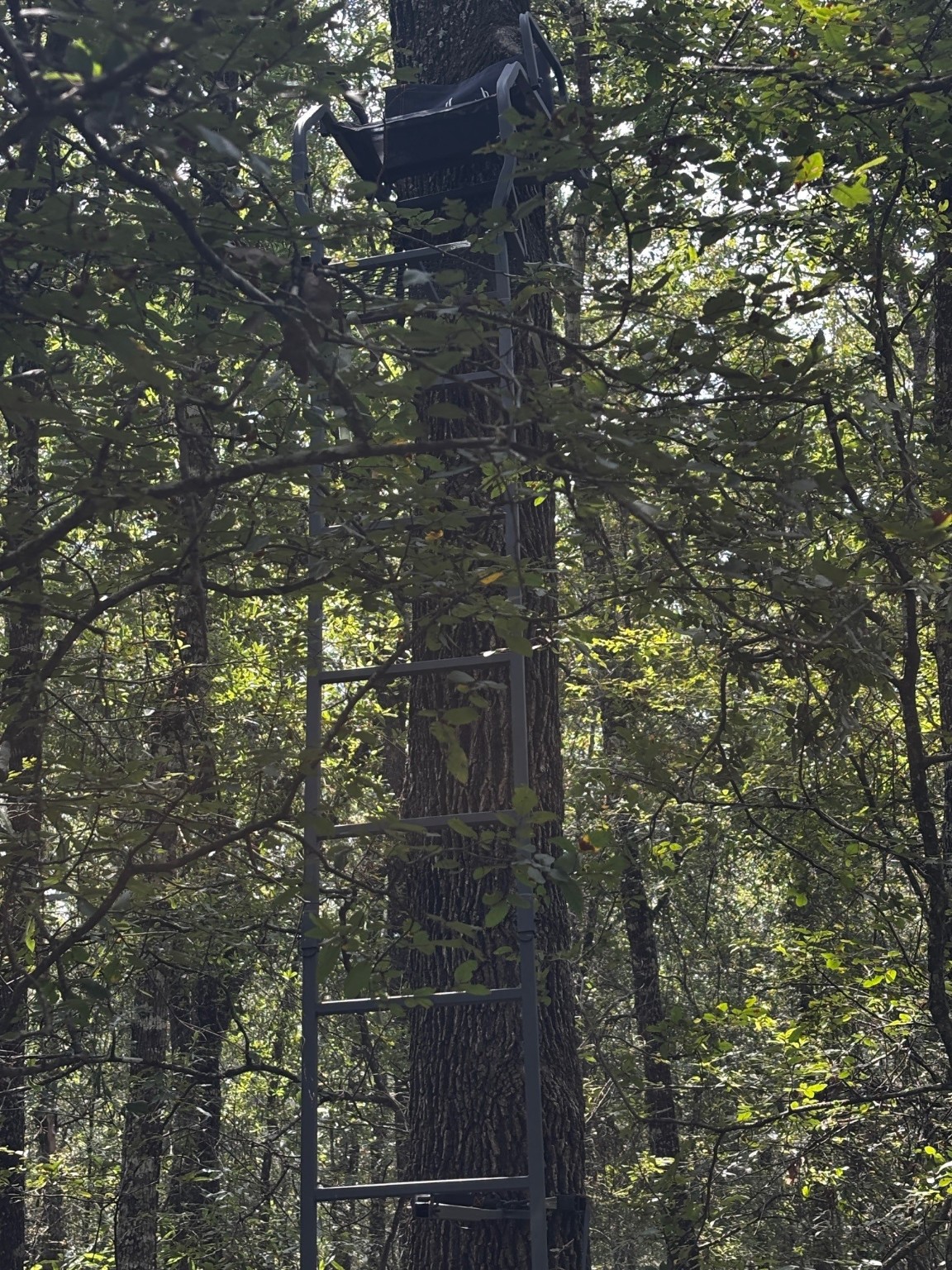 Lot 25 Frank Lane Magnolia, TX 77354 - Photo 4 of 8