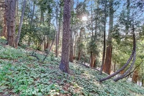 a view of a forest with trees