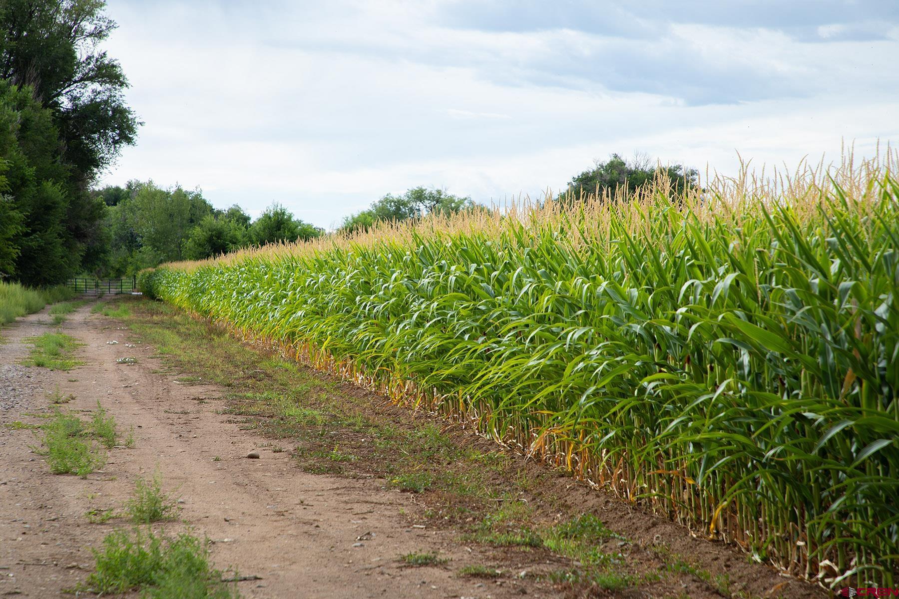 7531 High Mesa Road Olathe, CO 81425 - Photo 11 of 33 a view of a yard with plants and a large tree