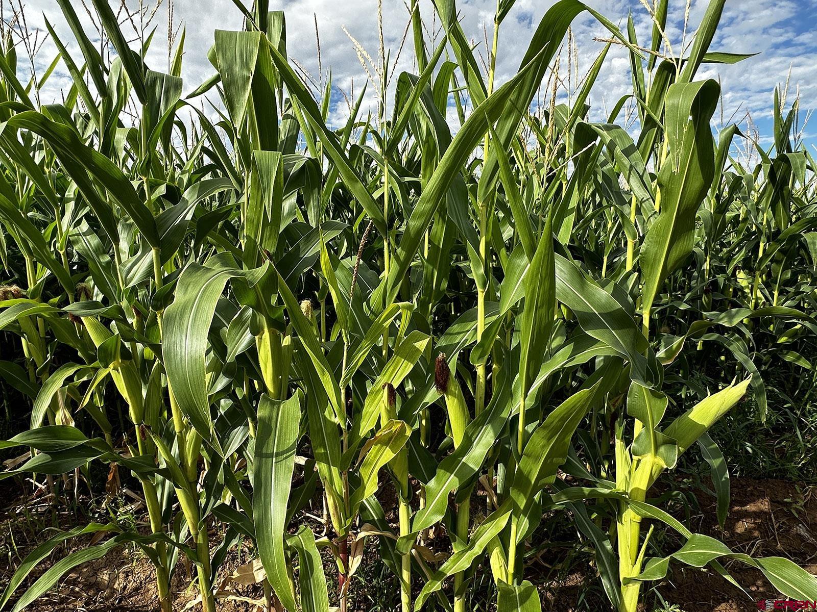 7531 High Mesa Road Olathe, CO 81425 - Photo 12 of 33 a backyard of a house with lots of green tree