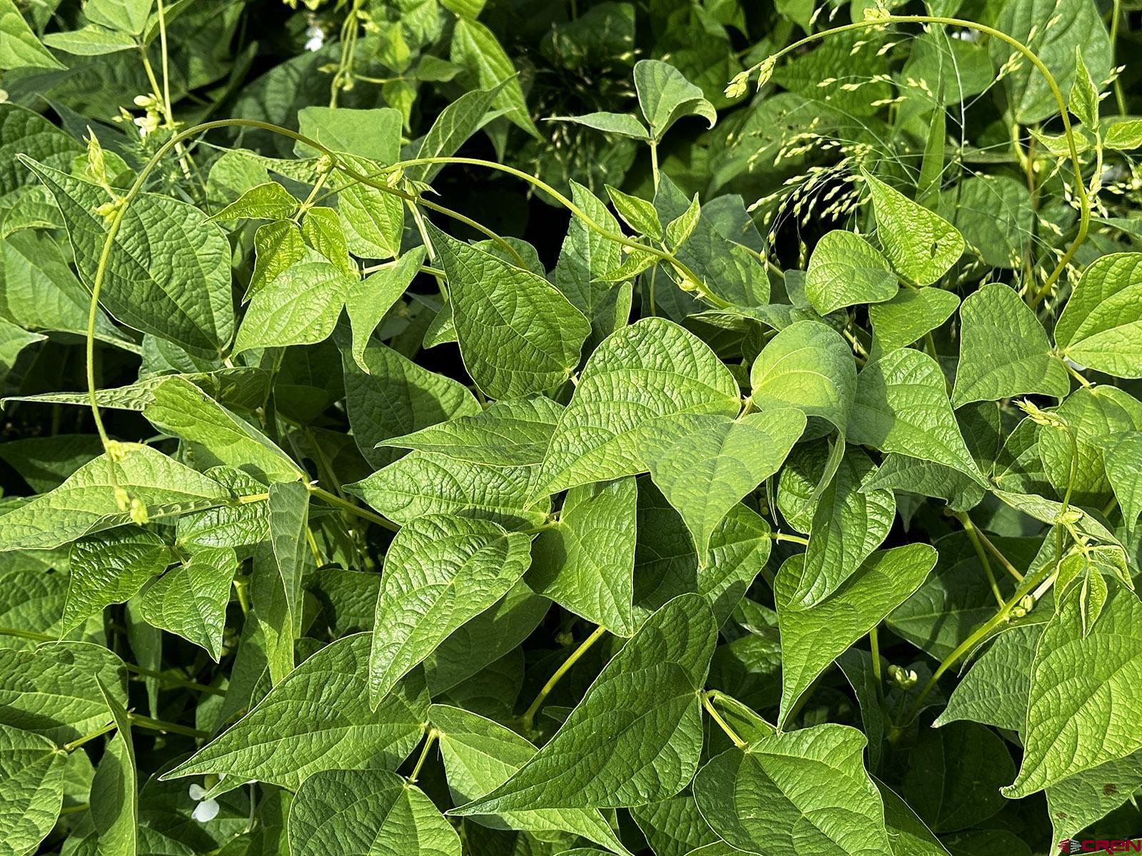 7531 High Mesa Road Olathe, CO 81425 - Photo 15 of 33 a backyard of a plant