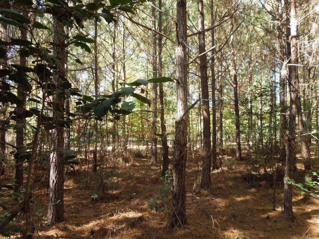 Mcduffie Road Biscoe, NC 27209 - Photo 13 of 15