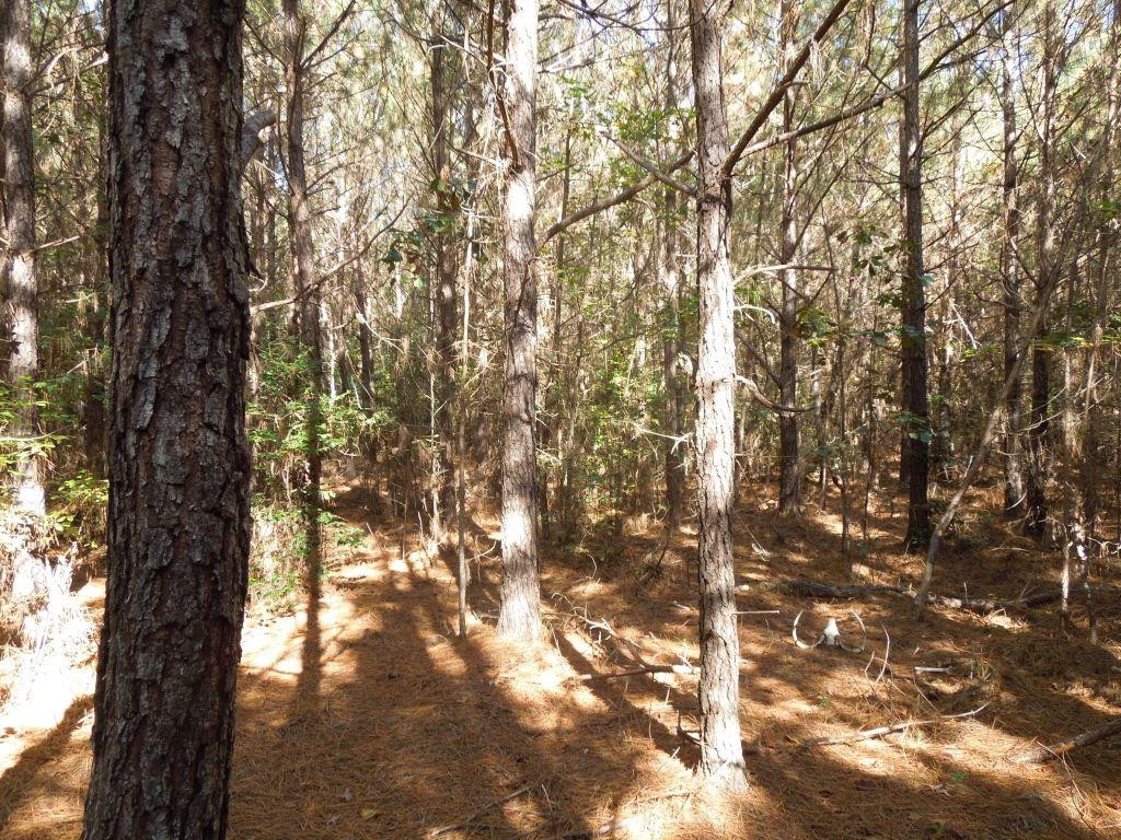 Mcduffie Road Biscoe, NC 27209 - Photo 14 of 15 a picture of tree