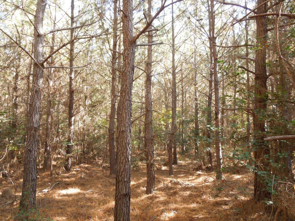 Mcduffie Road Biscoe, NC 27209 - Photo 2 of 15 a view of a yard with a tree