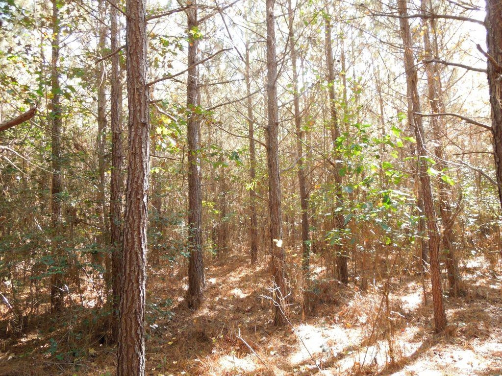 Mcduffie Road Biscoe, NC 27209 - Photo 3 of 15