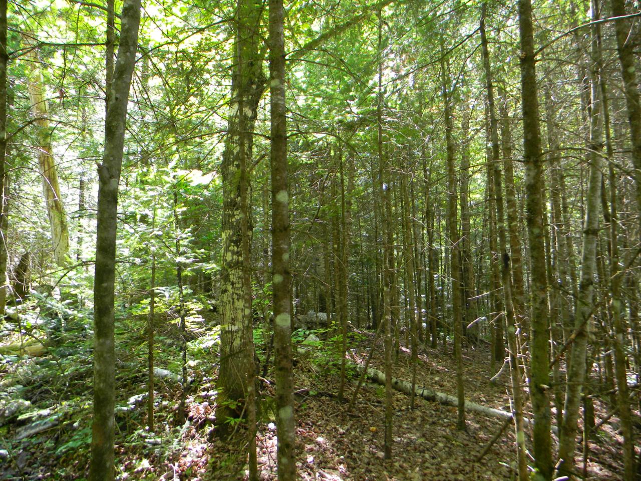 Lot 23 Deer Trail Road Manitowish Waters, WI 54545 - Photo 12 of 13 Gallery Image 12
