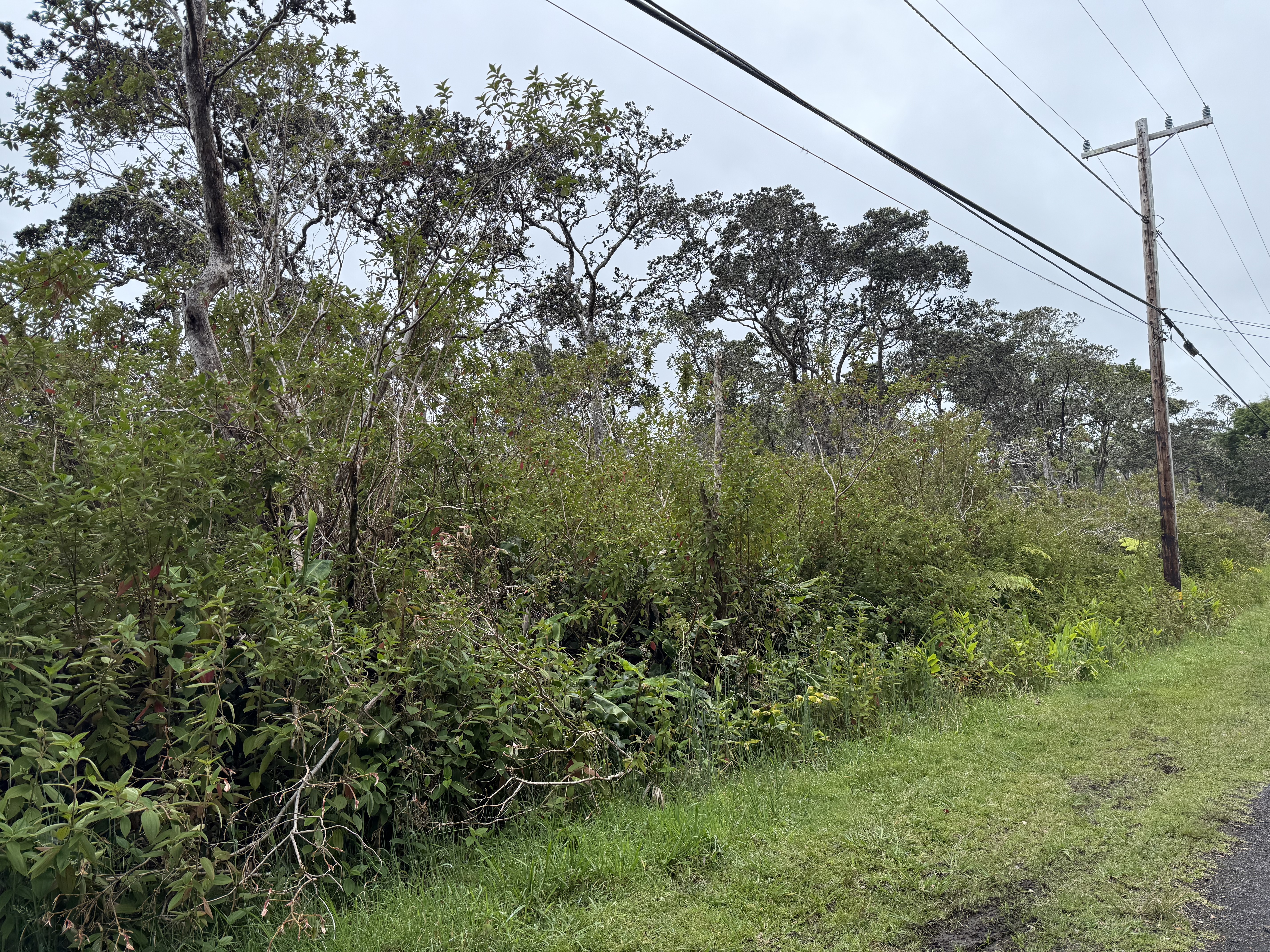 19-4021 Haunani Road Volcano, HI 96785 - Photo 3 of 6 a view of a yard