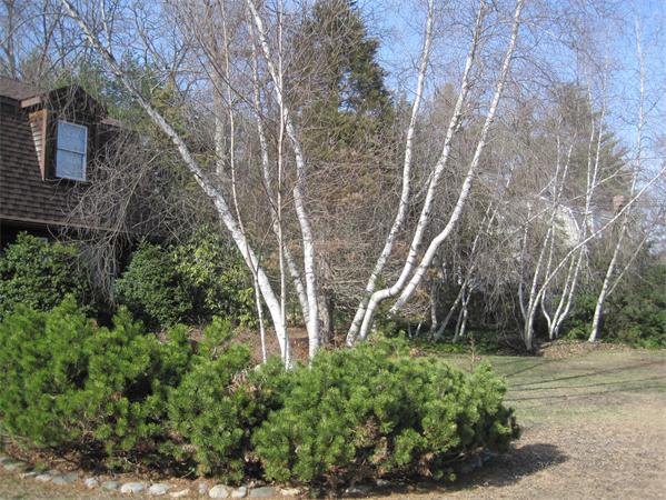 90 Hickory Road Wrentham, MA 02093 - Photo 9 of 10 Gallery Image 9