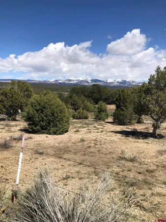 a view of a dry space with lots of trees