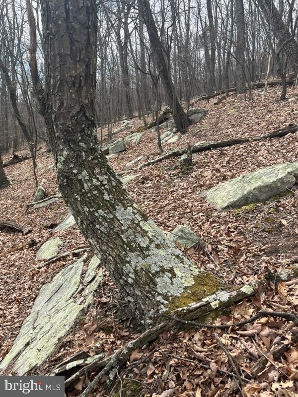 Quaint Acres Berkeley Springs Berkeley Springs, WV 25411 - Photo 11 of 19 a view of a yard with plants and trees