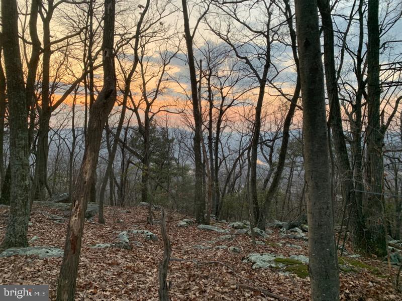 Quaint Acres Berkeley Springs Berkeley Springs, WV 25411 - Photo 13 of 19 a view of a forest filled with trees