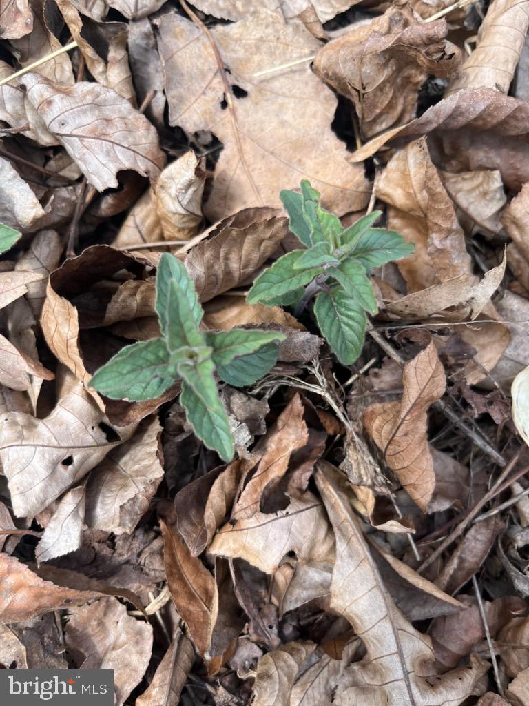 Quaint Acres Berkeley Springs Berkeley Springs, WV 25411 - Photo 17 of 19 a backyard of a house