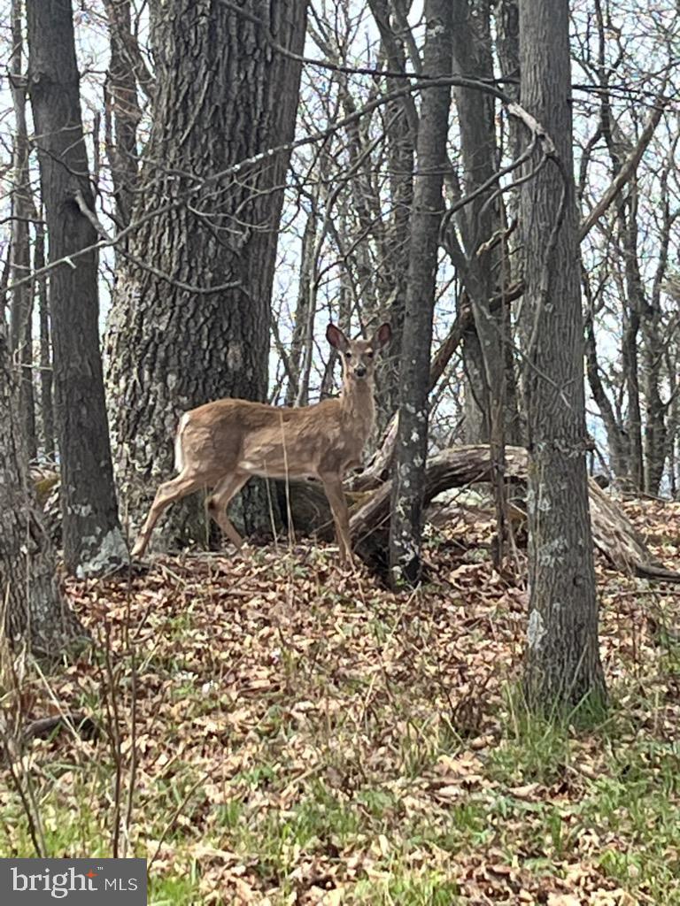 Quaint Acres Berkeley Springs Berkeley Springs, WV 25411 - Photo 18 of 19 a view of a backyard with wooden fence and large trees