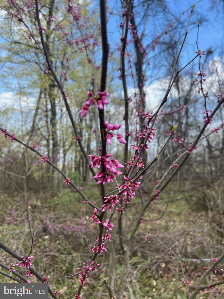 Quaint Acres Berkeley Springs Berkeley Springs, WV 25411 - Photo 19 of 19 a front view of a house with a yard and a tree